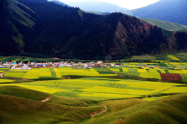 青海<strong>祁连卓尔山</strong>风景和油菜花