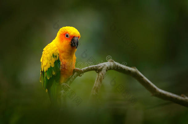 太阳长尾小鹦鹉,鹦哥索氏症,罕见的鹦鹉从巴西苏木和