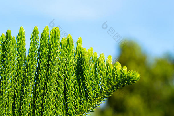 绿色的热带的植物背景.常绿植物柏属植物树枝.