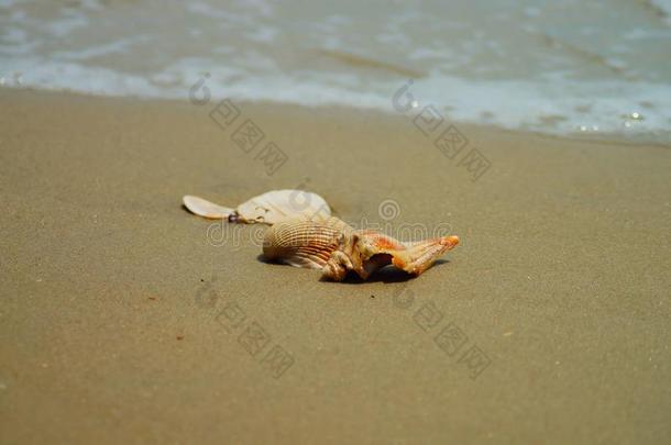 贝壳洗过的上岸向海滩