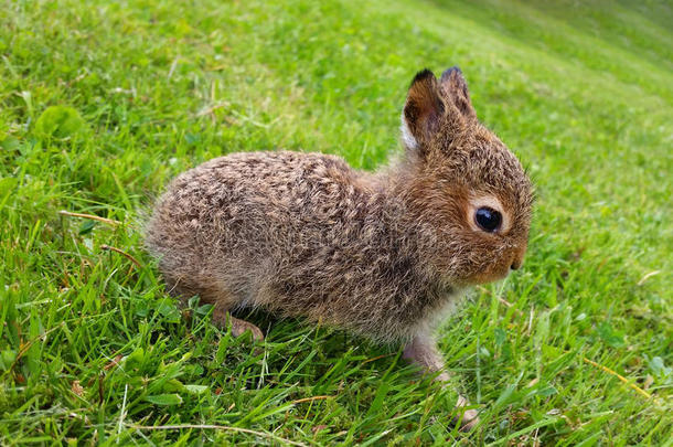 婴儿棕色的野兔起立仍向草