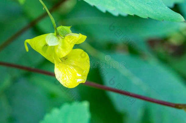 黄色的凤仙花科凤仙花属植物â凤仙花属植物帕利达