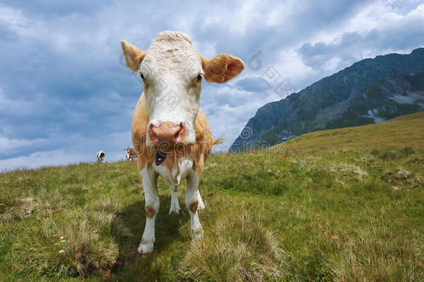 奶牛向泰滕斯约克采用奥地利人alkali-treatedlipopolysaccharide碱处理的脂多糖