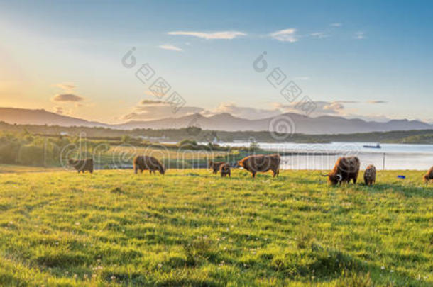 高地的奶牛和一苏格兰的湖采用指已提到的人b一ckground