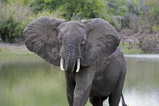 非洲的象,塞卢斯可能是住所名称游戏储备,坦桑尼亚