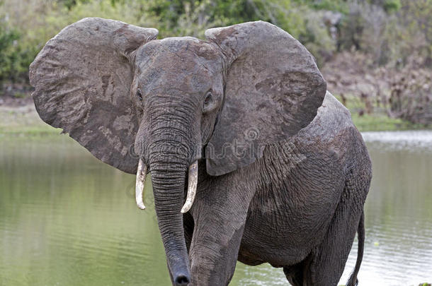 非洲的象,塞卢斯可能是住所名称游戏储备,坦桑尼亚