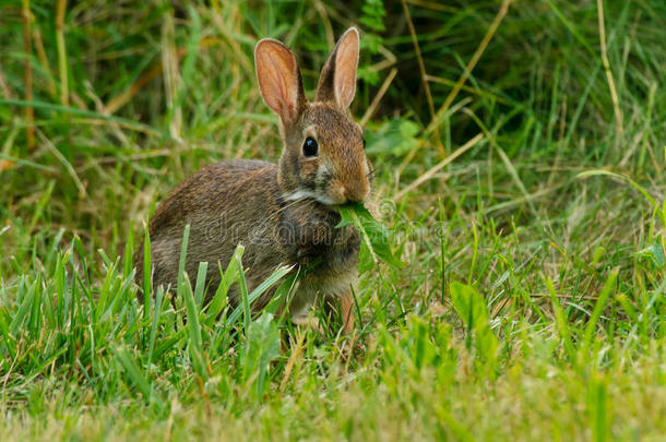 东方的棉尾兔兔子-棉尾兔属弗洛里达纳斯。