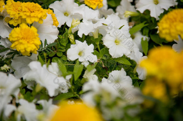 富有色彩的白色的和黄色的花