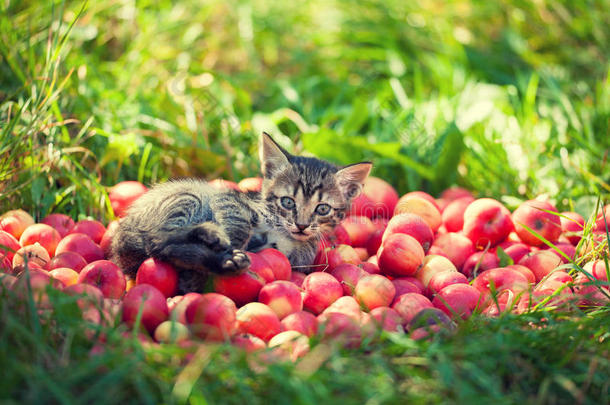 小猫说谎向红色的苹果