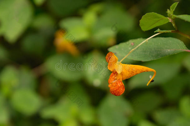 桔子凤<strong>仙花</strong>科凤<strong>仙花</strong>属植物â凤<strong>仙花</strong>属植物capensis