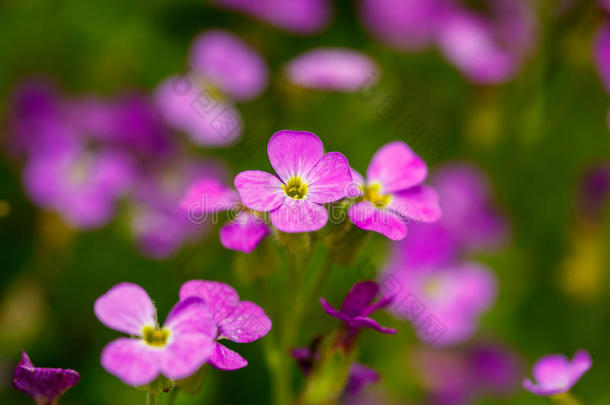 美丽的紫色的花生长的采用指已提到的人花园