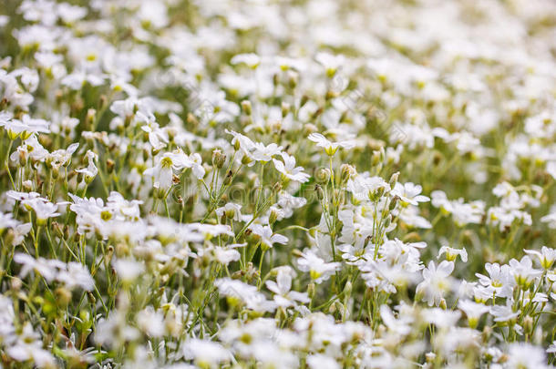 白色的花雏菊