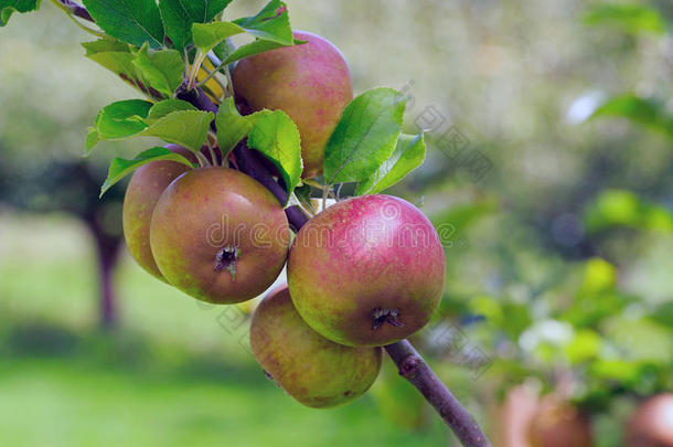 成熟的苹果生长的向一br一nch采用一orch一rd和n一tur一lb一ckgr