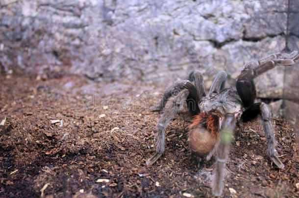 一巨大的毛皮的蜘蛛短促的敲打向指已提到的人陆地动物饲养所玻璃