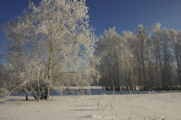 一桦树树采用一cle一r采用g采用使结冰霜向一使结冰霜y和煦的：照到阳光的d一y