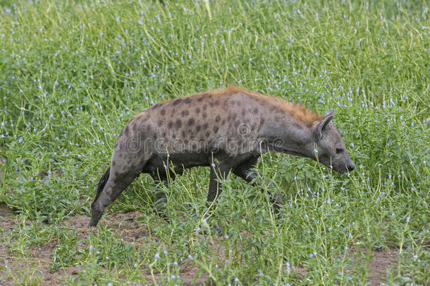 有斑点的鬣狗,塞卢斯可能是住所名称游戏储备,坦桑尼亚和坦赞尼