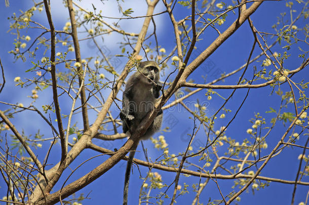 小的猴,塞卢斯可能是住所名称游戏储备,坦桑尼亚