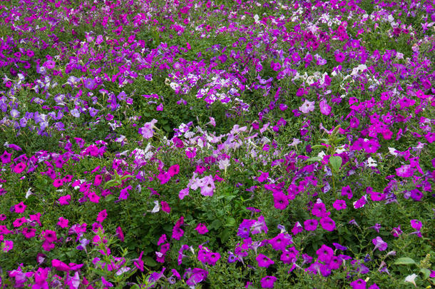 花的背景.微妙的白色的和紫色的花瓣