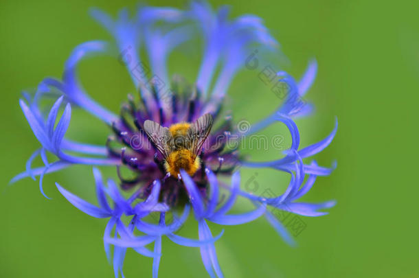 一大黄蜂嗡嗡叫大约拜访花