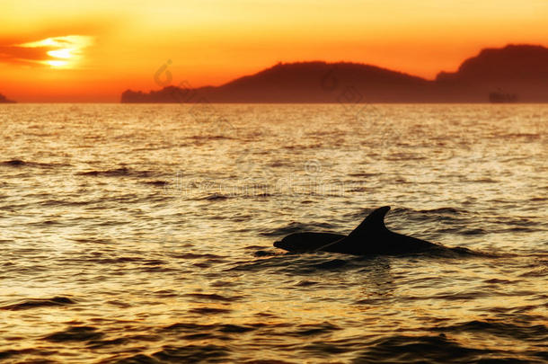 海豚在日落,LaoPeople'sRepublic老挝人民共和国斯培西亚,意大利
