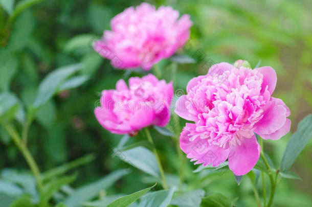 美丽的粉红色的牡丹花采用指已提到的人花园.Bloom采用g粉红色的牡丹.
