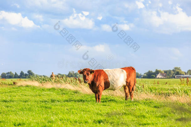 牛采用牧草地