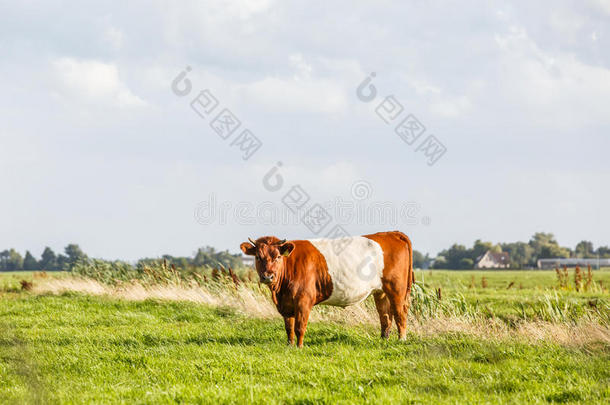 牛采用牧草地