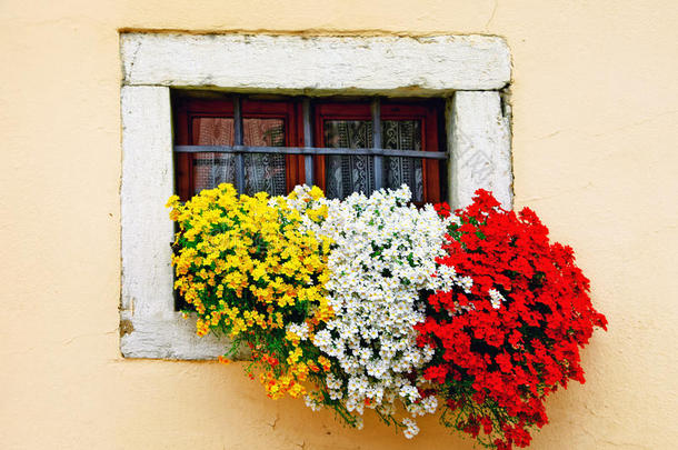 迷人的花的菊酯和生动的花.窗装饰