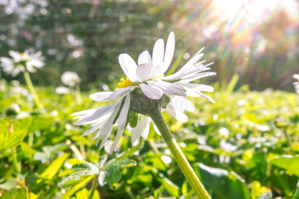普通的雏菊花向绿色的草地草采用太阳和透镜闪耀