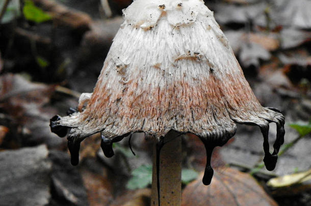 多粗毛的长鬃毛蘑菇墨水盖