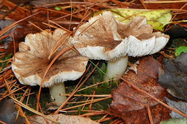 一副关于棕色的和白色的蘑菇采用新建