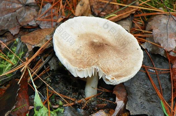 大大地白色的蘑菇后的阵雨