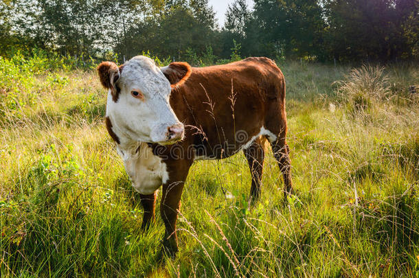 肖像关于一赫里福种的食用牛奶牛有样子的一round采用一荷兰人的n一ture复位
