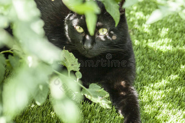 一黑的猫和一绿色的环境.