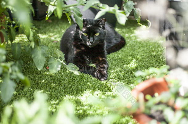 一黑的猫说谎向绿色的草.