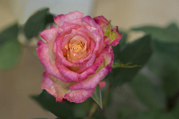 关在上面美丽的粉红色的玫瑰向米黄色背景