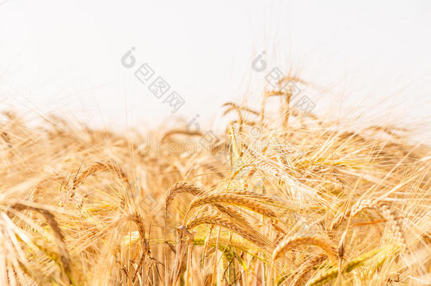 小麦田.背景关于成熟耳关于草地小麦田.