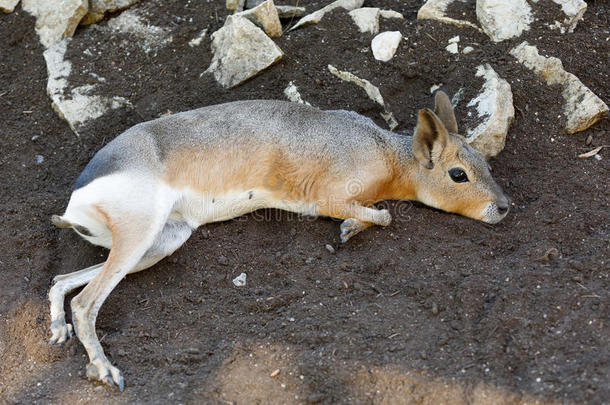 南美南端地方的巴塔哥尼亚野兔多利科蒂斯巴塔哥那姆