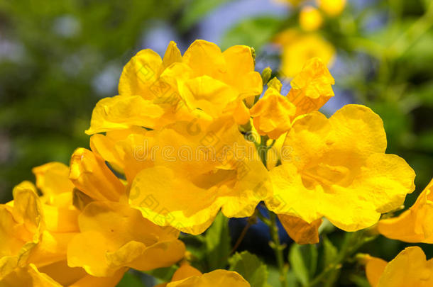 黄色的年长的,吹喇叭,喇叭花,黄色的喇叭-花