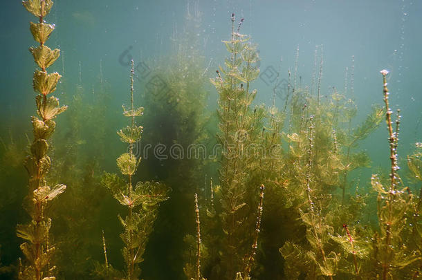 在<strong>水中</strong>的植物群.在<strong>水中</strong>的植物河,湖,池塘.