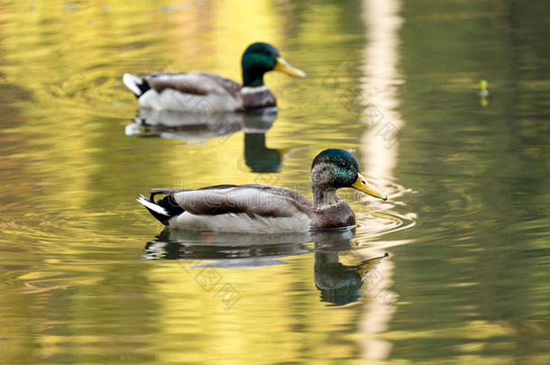 野鸭鸭游泳采用湖或河.鸟和动物,奥图姆