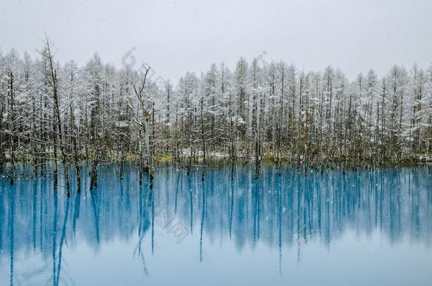 美瑛蓝色池塘,北海道,黑色亮漆.