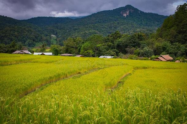 台地的稻田采用清迈,泰国