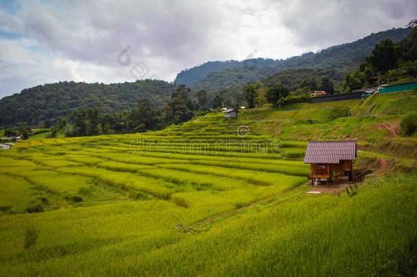 台地的稻田采用清迈,泰国