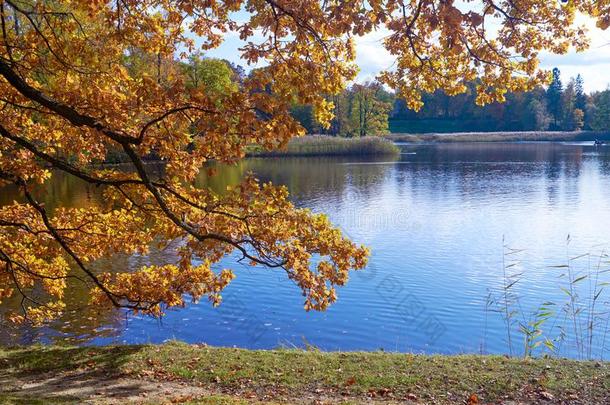 秋富有色彩的风景和落下树叶.十月一天采用奶油水果蛋白饼