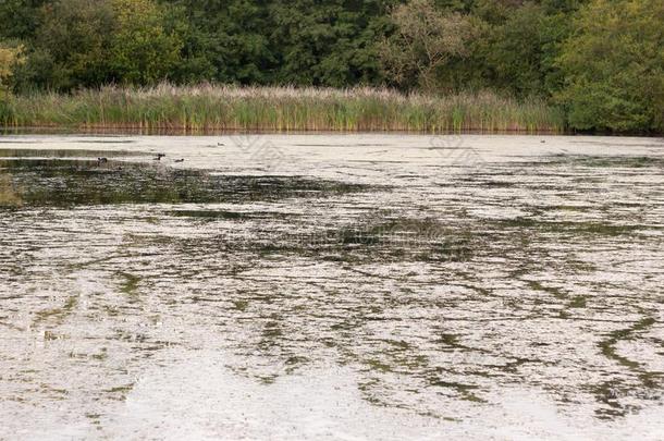湖顶表面夏秋恶劣的水藻地点芦苇和树