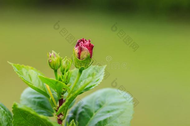 美丽的木槿recordingoptical-spectrumanalyzer光谱分析记录-中华按蚊花,也大家知道的同样地中国人英