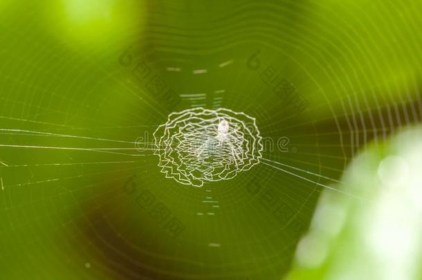指已提到的人蜘蛛蜘蛛网cob蜘蛛网