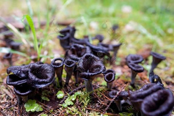 假喇叭菌玉米硫磷化物蘑菇采用森林