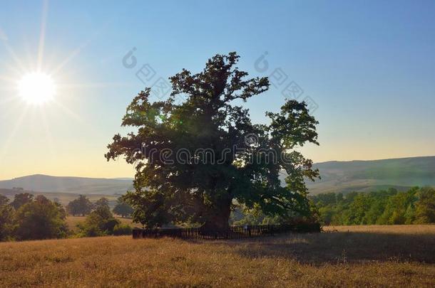 老的栎树采用罗马尼亚be采用g估计的接近向900年